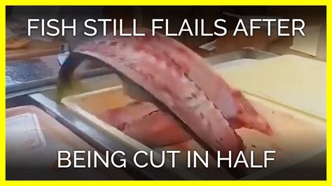 Fish Cut In Half Continues To Jump Youtube