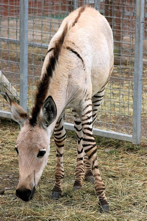 Pin On Zebra Hybrids