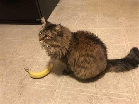 Banana Day Can Cats Eat Bananas Cattime Cute Cats Cats Cute