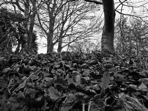 Leaves On The Ground Piles Of Fallen Leaves On The Ground Flickr