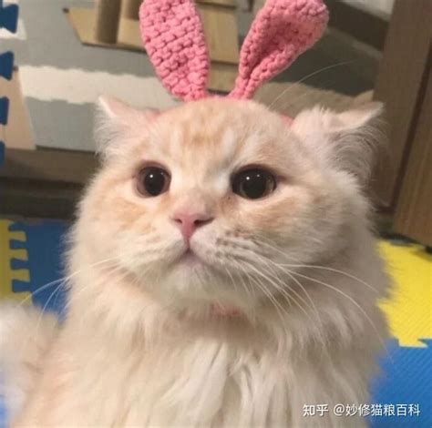 女生喜欢养猫原因有这几点 知乎