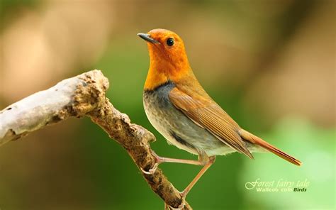 Wild Birds Wallpaper - WallpaperSafari