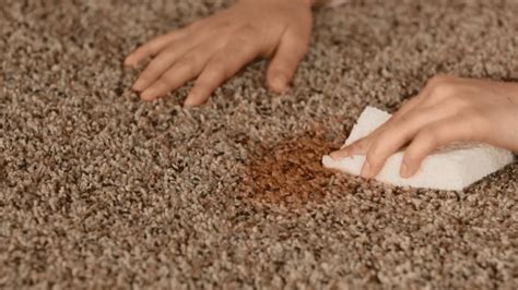 Ways To Get Rid Of Carpet Mold International Inside