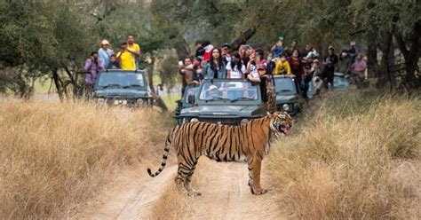 From Delhi Day Golden Triangle Ranthambore Tiger Safari Getyourguide