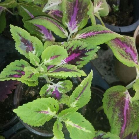 pokok bunga hati hati real plant shopee malaysia