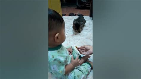 Bayi Duduk Ngasih Makan Kucing Part 2 Youtube