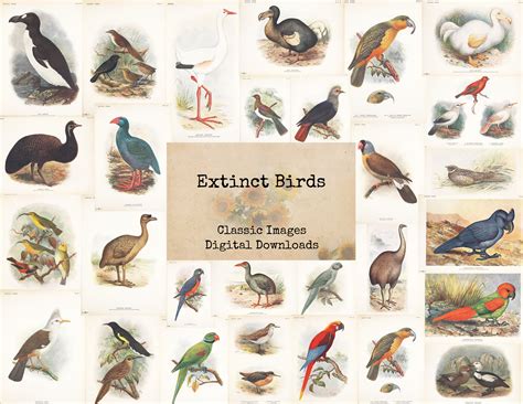 Extinct Birds Printable Images Ephemera Classics Digital - Etsy