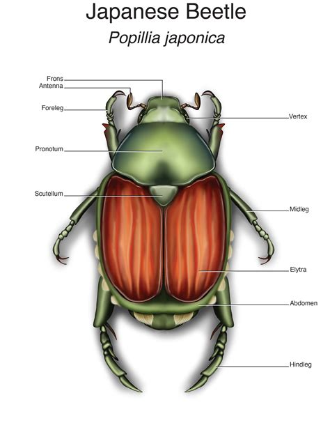 japanese beetle anatomy  behance