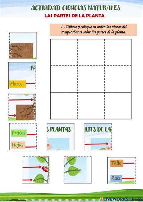 Partes de la planta interactive activity for SEGUNDO DE BÁSICA Bar