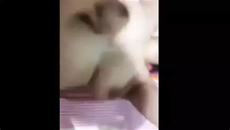 Egyptian Horny Bbw Woman Fucked Part Darkegy Xhamster