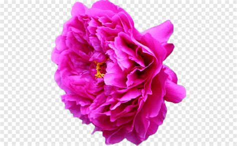 Moutan Peony Flower Peony Flower Purple Herbaceous Plant Png Pngegg