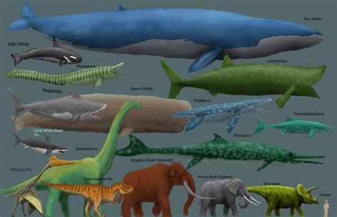 Giant Squid Size Comparison Whale