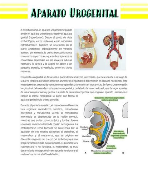 Aparato Urogenital Lian Reyes Udocz