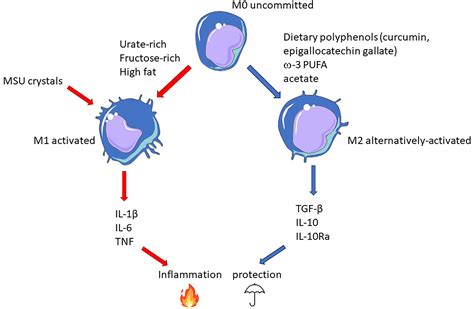 Frontiers Where Epigenetics Meets Food Intake Their Interaction In