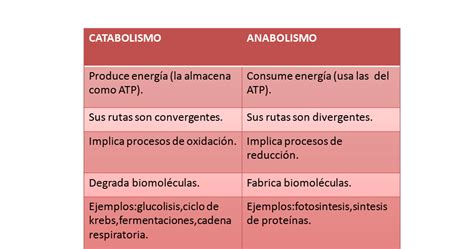 Saiba Qual A Import Ncia Dos Processos De Anabolismo E Catabolismo