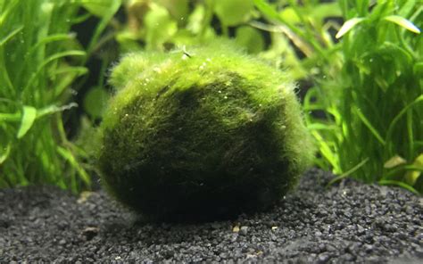 Marimo Moss Ball - Care, Growth, Propagation, Light - AquariumNexus