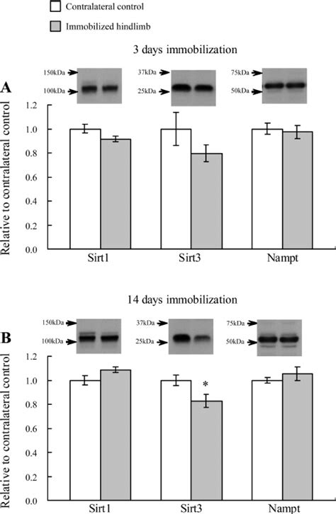 Effects Of 3 Days A And 14 Days B Of Hindlimb Immobilization On