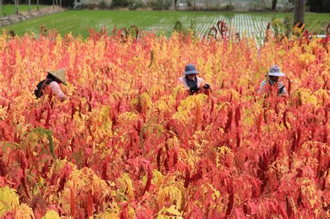 原鄉作物台灣藜紅了 台東農田變身紅寶石秘境 生活 中央社 Cna