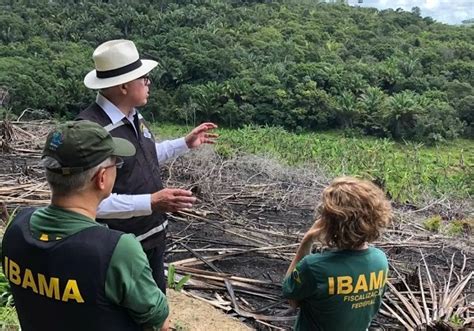 Bahia ba Operação contra desmatamento da Mata Atlântica é deflagrada