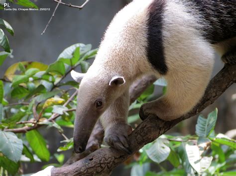 Oso Hormiguero Tamandua Mexicana Pablo Ivan Vazquez Torres Flickr