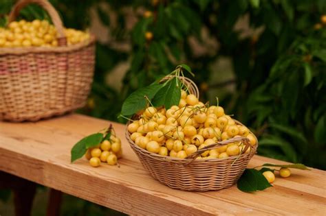 Cerezas Amarillas Maduras En Una Cesta De Mimbre Foto Premium