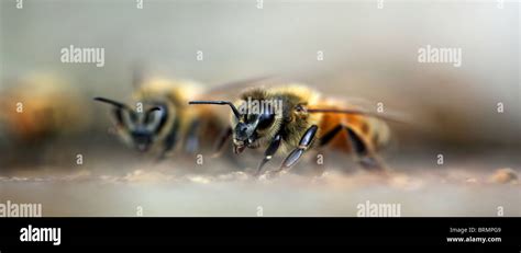 Worker bee at the beehive Stock Photo - Alamy