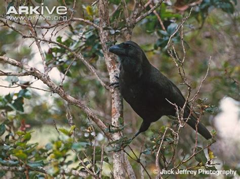 Hawaiian Crow Photo Crow Photos Crow Jackdaw