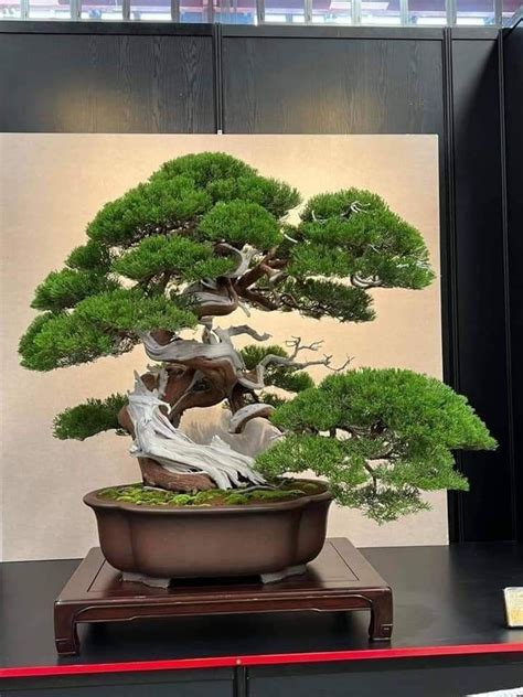 Pin Oleh Kevin Maxwell Di Bonsai