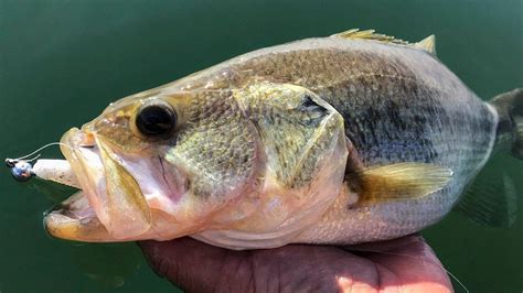 Fishing The Damiki Rig For Winter Bass Wired2fish