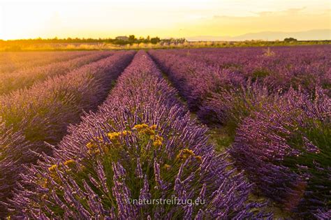 In Den Lavendelfeldern Der Provence