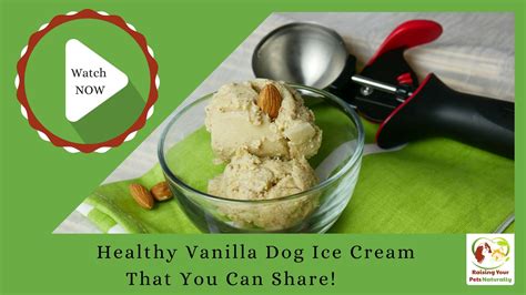 Healthy Vanilla Dog Ice Cream That You Can Share Healthy Dog Ice