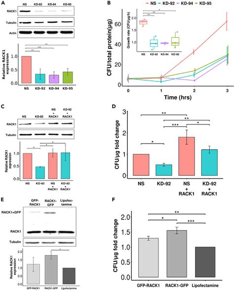 Rack Promotes Shigella Growth In Hela Cells A Top Immunoblot