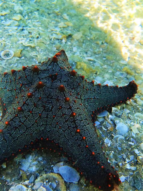 Starfish Underwater Photograph by Kaitlyn Chelberg - Pixels