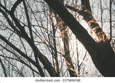 Silhouette Tree Trunk Naked Branches Backlit Stock Photo 1573696768