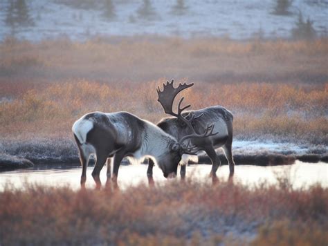 Premium AI Image | Caribou in the Arctic arctic habitat