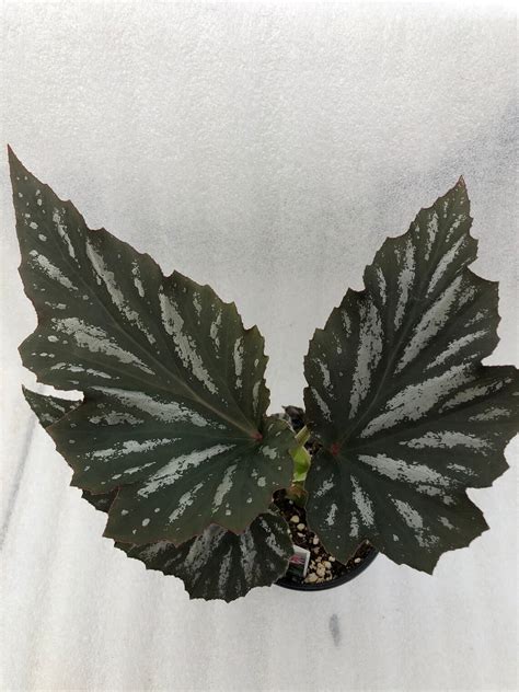 Angelwing Begonia Lana Etsy