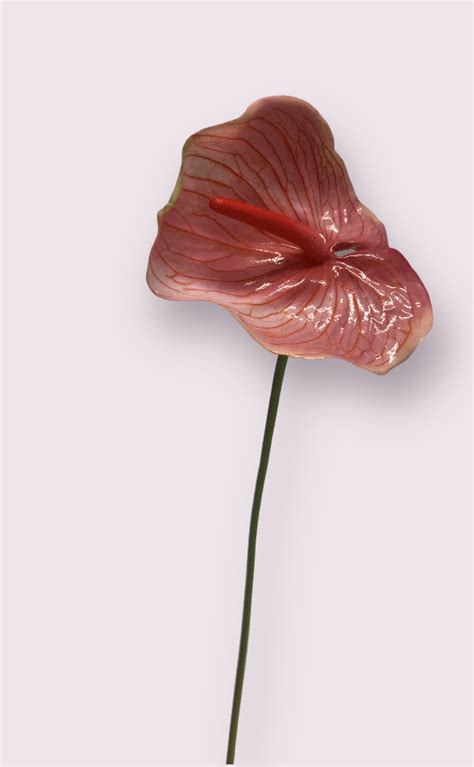 ANTHURIUM ARISTO ROZE 70 CM KUNST ANTHURIUM VAN JIM JON Jim Jon