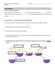 Lab 6 Assignment Enzymes Docx BIOL 1010 And 1113 Lab Assignment