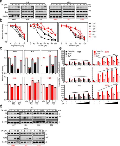 DA Affects GSCs In An Autocrine And Paracrine A Src Phosphorylation By