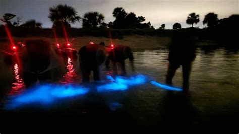 Orlando Bioluminescens Kajak Og Sv Mmeeventyr Getyourguide