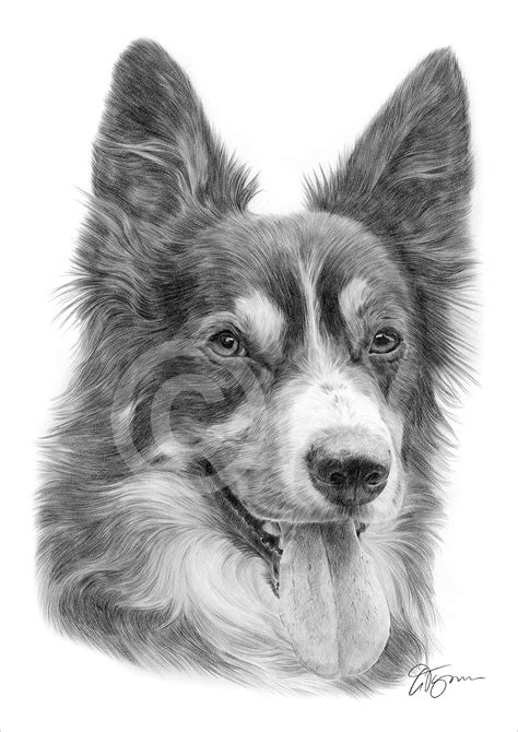 Border Collie Pencil Drawing Print A4 A3 Signed By Artist Dog Portrait