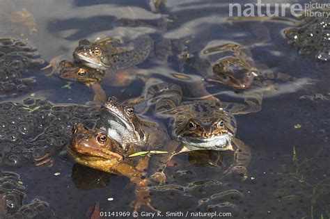 Stock Photo Of Common Frogs Rana Temporaria Mating Behaviour In