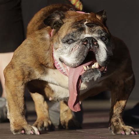 Download Ugly Yet Adorable Dog | Wallpapers.com