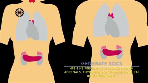 492 8 HZ FREQUENCY ASSOCIATED WITH ADRENALS THYROID PARATHYROID