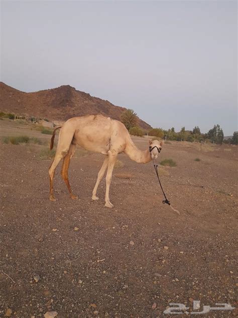 جمل ثني موقع حراج