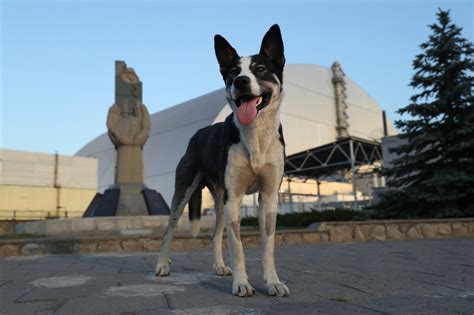 Scientists Discover Dogs Thriving At Chernobyl Nuclear Site Have