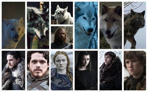 Wolf or Dog? – A Reality of Game of Thrones Dire Wolves Revealed | Pets ...