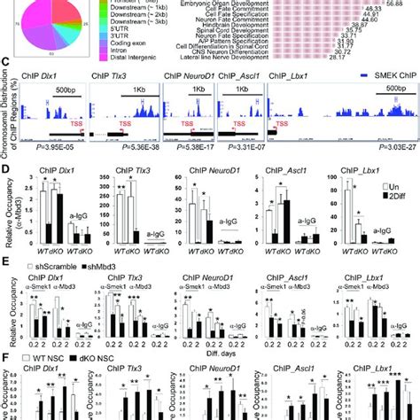 Effects Of Mbd Overexpression On Neuronal Gene Expression And Promoter