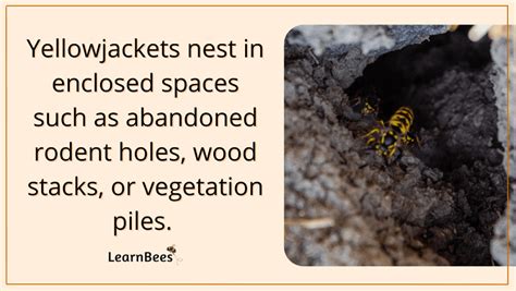 How Do You Get Rid of a Yellowjacket Ground Nest? - LearnBees