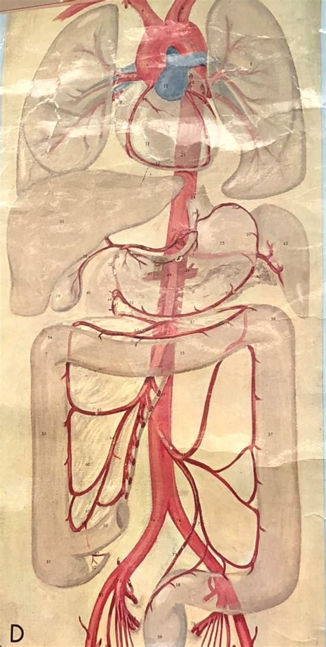 Abdominal Arteries Diagram Quizlet